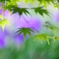 紫　翠（しすい）
