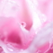 ぷるん♪ rose water
