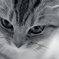 a cat.