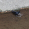 カラスの行水