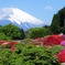 箱根・山の上ホテルのつつじ（２）