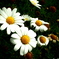 P1013520