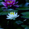 花舞台・睡