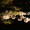 夜桜