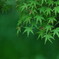 ただ、「緑」