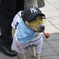 Yankes犬登場！