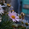 DSC_2200