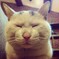 uncle cat