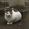 両手を揃えて