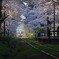 桜の想い出　弐