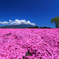 富士に迫る芝桜
