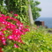 伊豆四季の花公園１