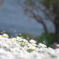 伊豆四季の花公園２