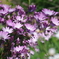 伊豆四季の花公園5