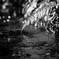 fern leaf　(monochrome）