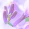 花の香りに癒されて。。。