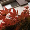 5月紅葉。