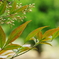 窓から見える植物１
