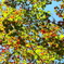 奥入瀬紅葉2
