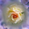 Fragrant apricot