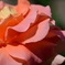 薔薇