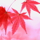 透過紅