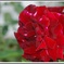薔薇