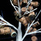 Tree of Drappier