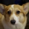 犬の館