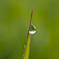 drop