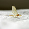ＭＡＹＦＬＹ