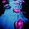 「薔薇の花びらと雨のクラウン」