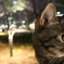 おねこさま③