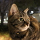 おねこさま④