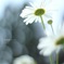 HANA・HANA 55 (marguerite)