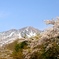 春の息吹