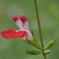 白花チェリーセージ