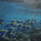 Powder blue surgeonfish