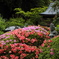 皐月咲くころ(海蔵寺)
