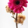 好きな花