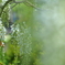 White wisteria