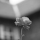 DSC_7030