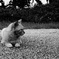動かない猫　その２
