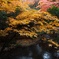 紅葉狩り