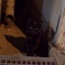 真夜中の黒猫