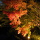 夜の紅葉