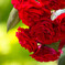 薔薇