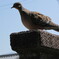 IMG_0244