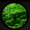 新緑を覗く