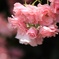 Pink Blossom 3